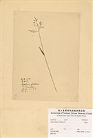 藏品(柳葉箬)的圖片